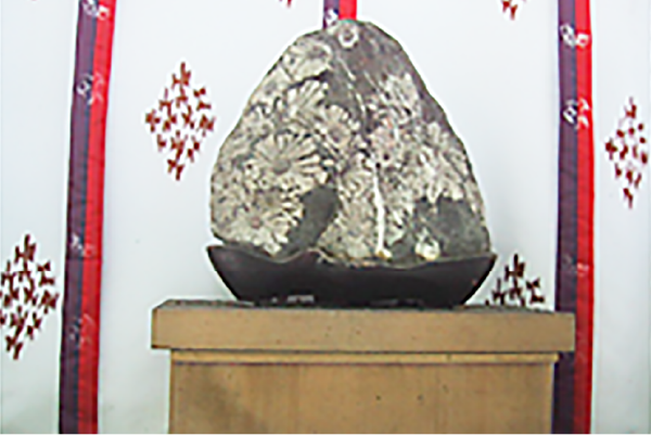 菊化石